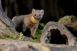 Pine marten on trunk in forest at night